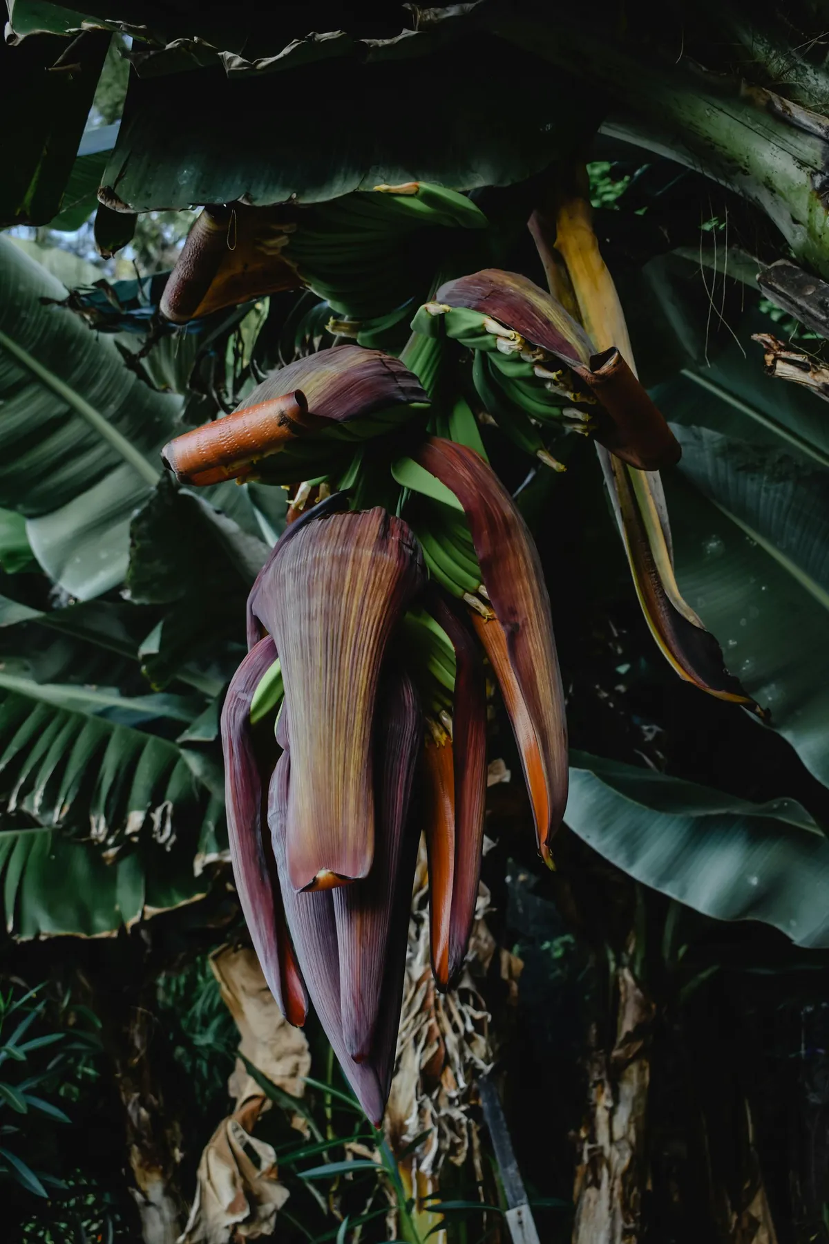 La Banane Canarienne — Plátano