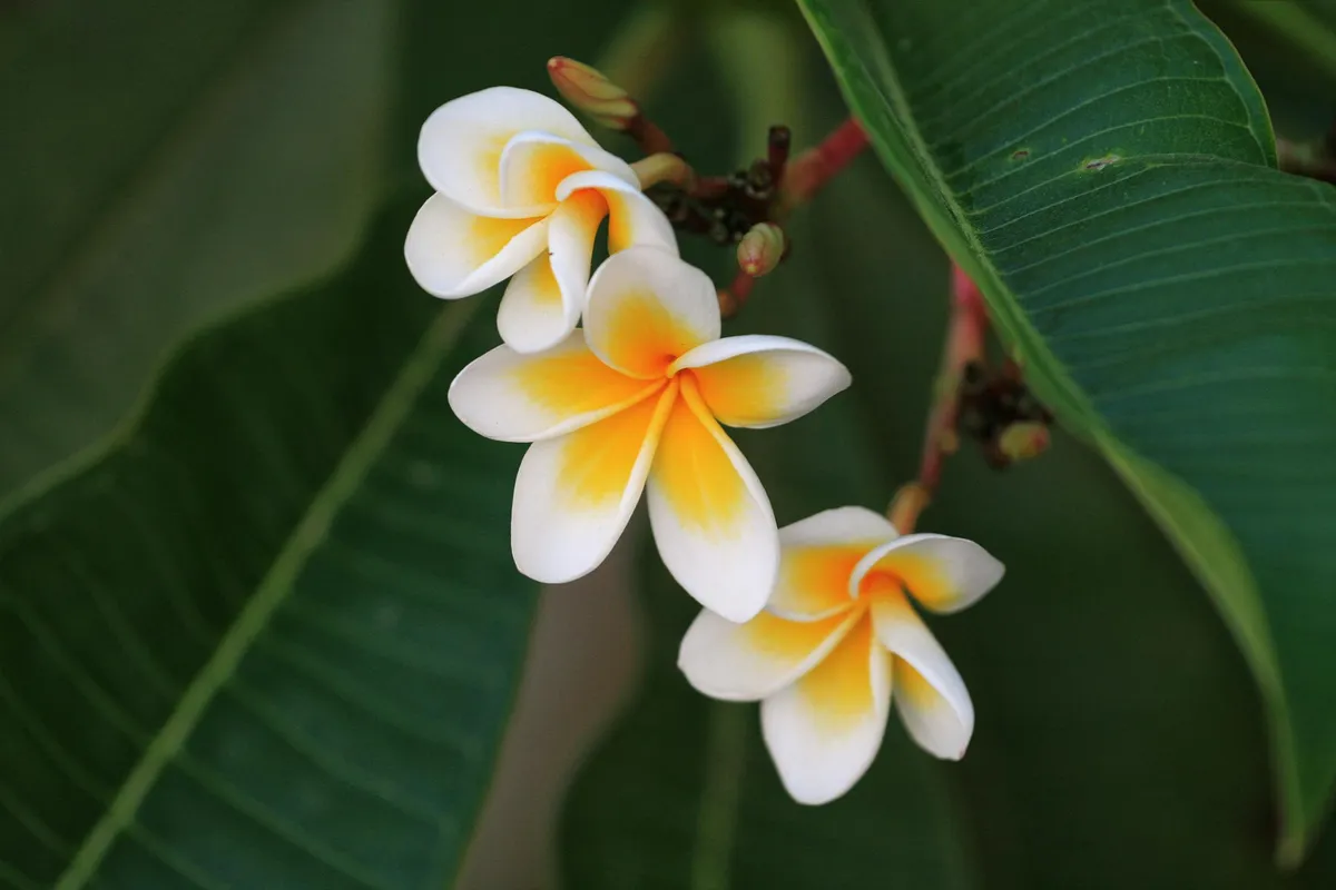 Jardins de Tenerife — Flore Tropicale