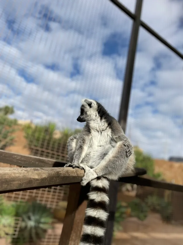 Jungle Park — Las Águilas
