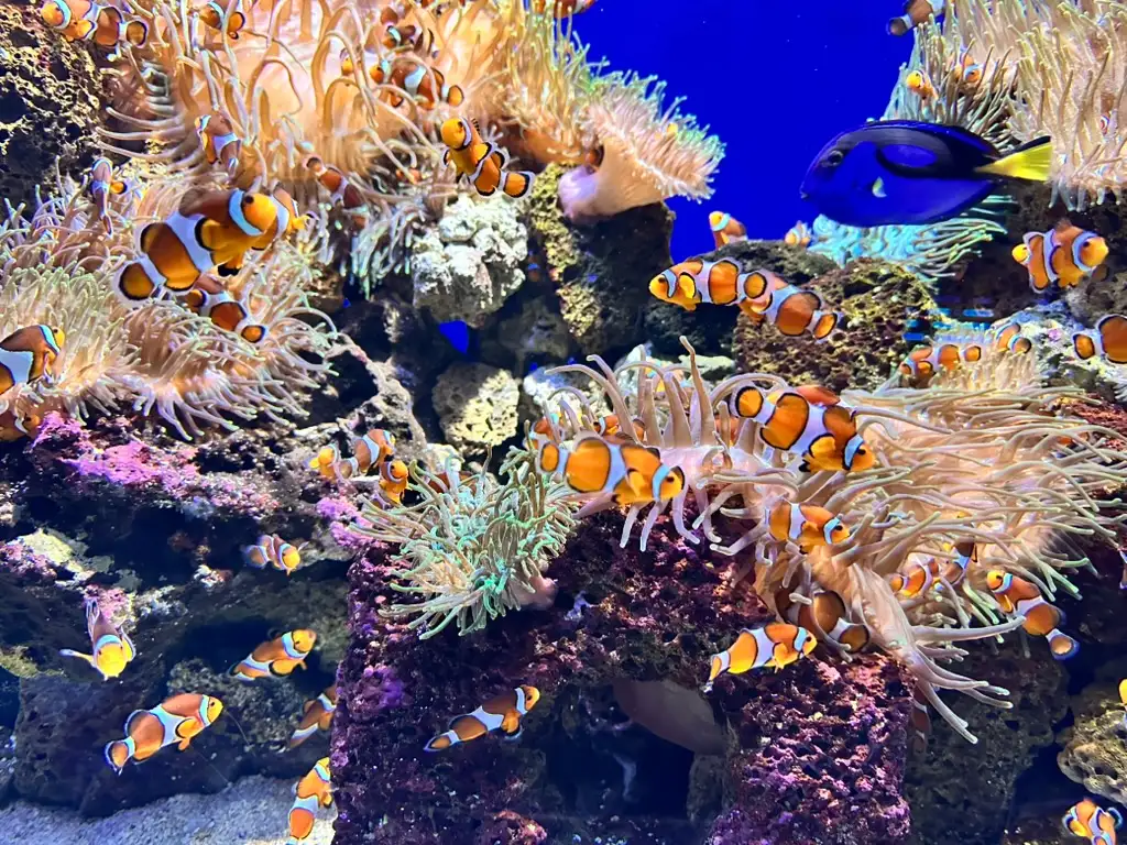 Loro Parque — Europas meistausgezeichneter Zoo
