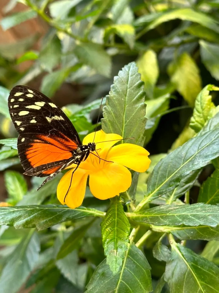 Mariposario del Drago – Der Schmetterlingsgarten