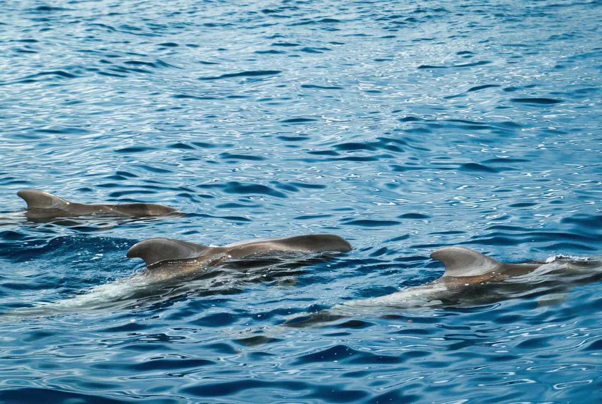 Obserwacja Wielorybów i Delfinów