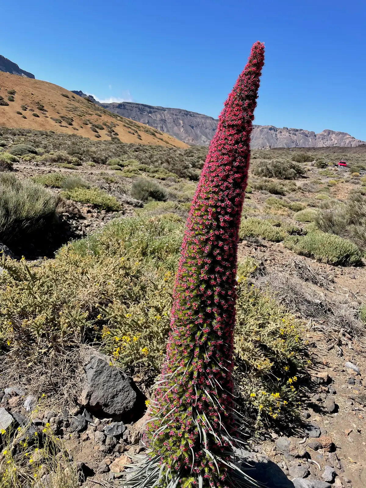 Le Tajinaste Rojo — La Fleur du Teide