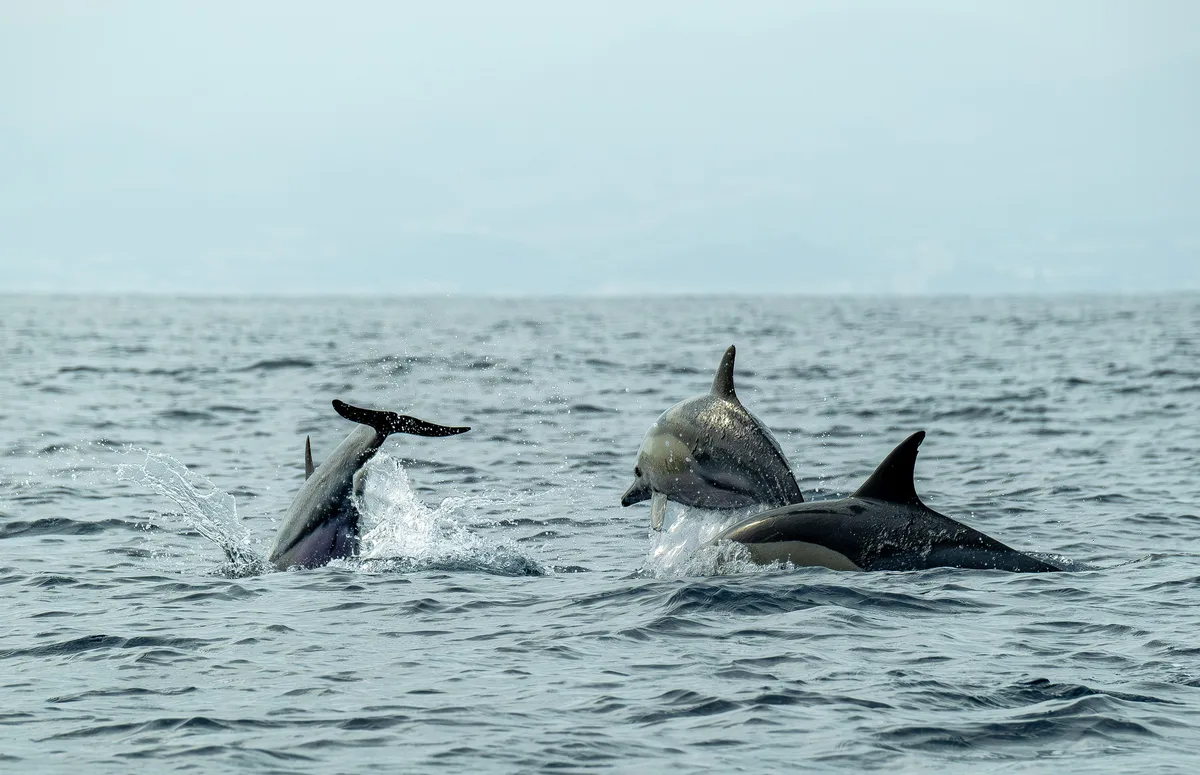 Whale & Dolphin Watching