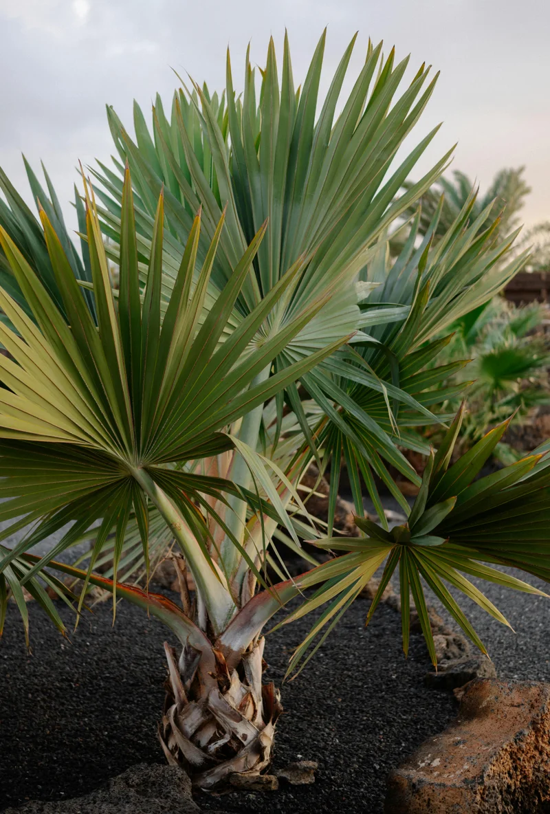 Palmetum de Santa Cruz